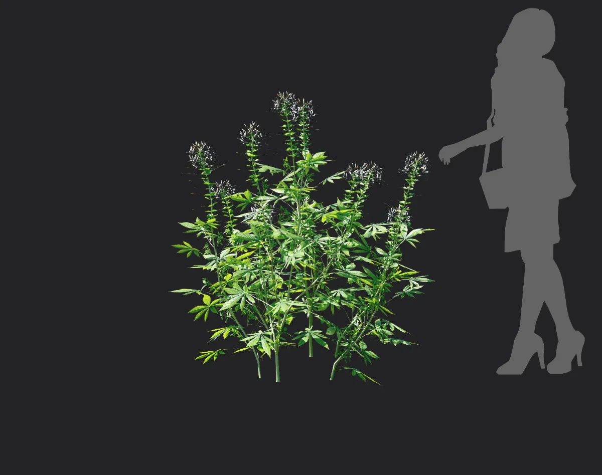 cleome spinosa 004 — Descargar