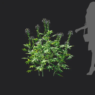 cleome spinosa 004 — Descargar