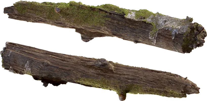 mossy birch log 001 — Descargar