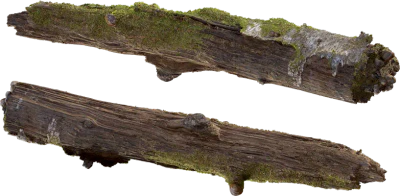 mossy birch log 001 — Descargar