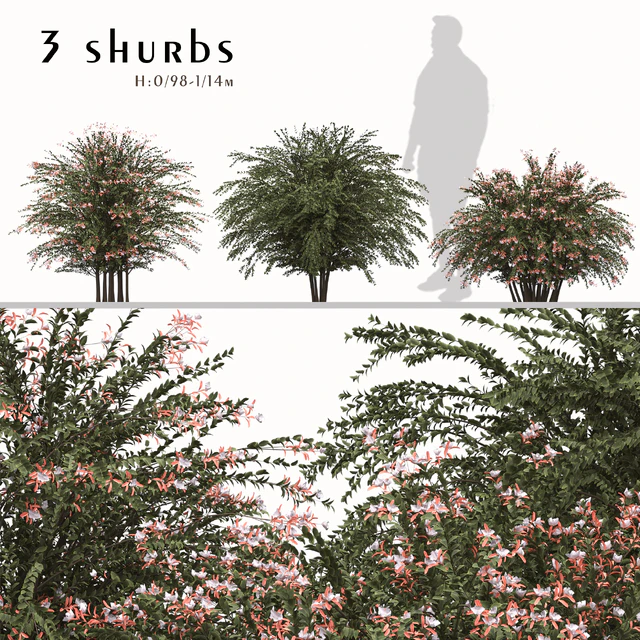 Set of Abelia grandiflora Plants (Pearl Acacia) (3 Shrubs) — Descargar