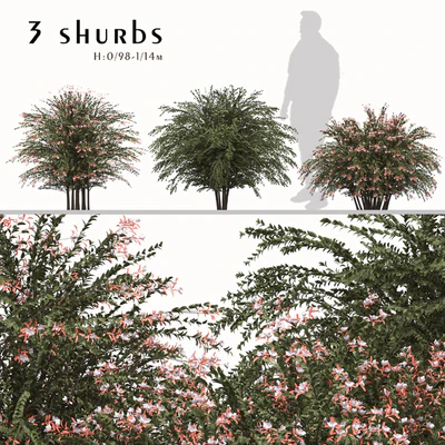 Set of Abelia grandiflora Plants (Pearl Acacia) (3 Shrubs) — Ver 1