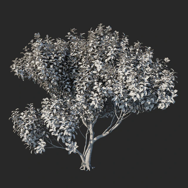 Magnolia grandiflora 04 — Скачать