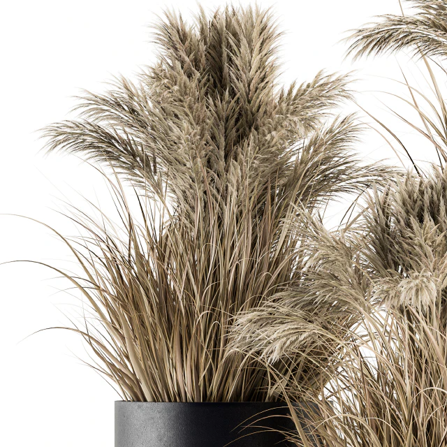 indoor Plant Set 224 -Big Pampas — Скачать