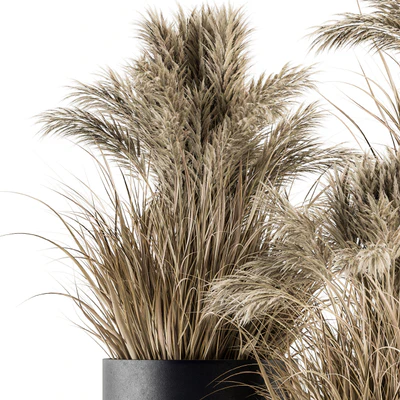 indoor Plant Set 224 -Big Pampas — Вид 5