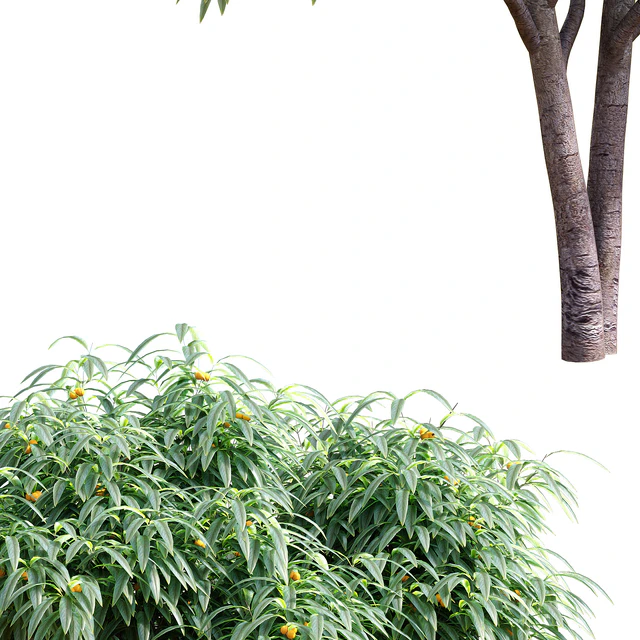 Deciduous tree with fruit - Medlar — Descargar