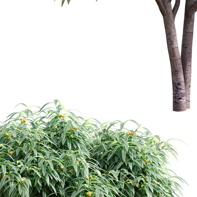 Deciduous tree with fruit - Medlar — Ver 3