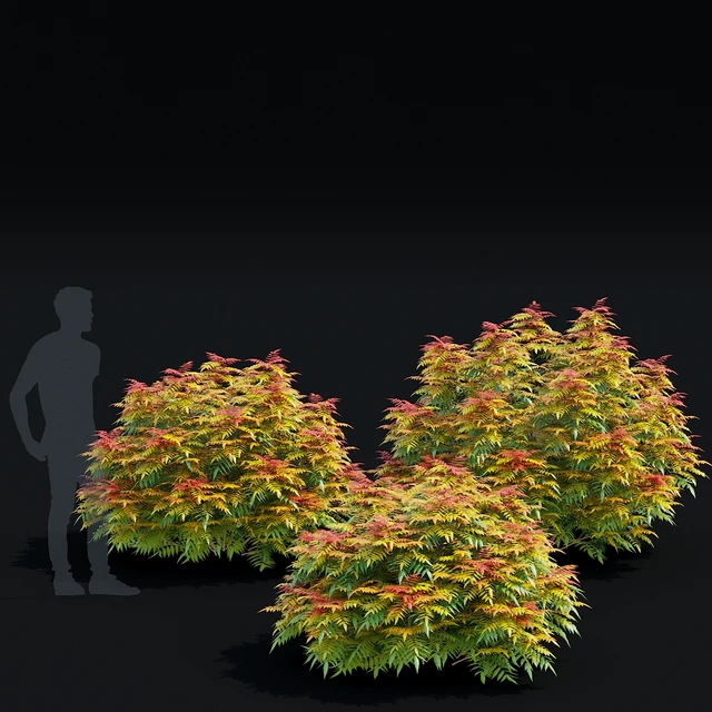 Рябинник рябинолистный кусты | Sorbaria sorbifolia v3 — Скачать