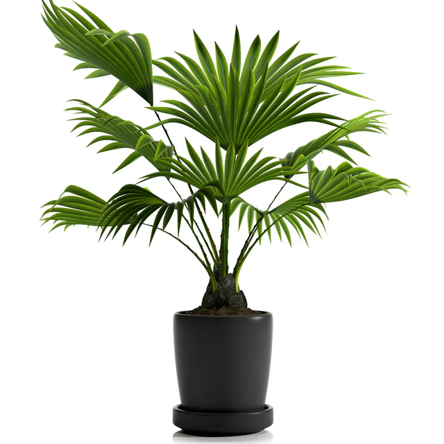 FAN PALM PLANTS 21 — Скачать