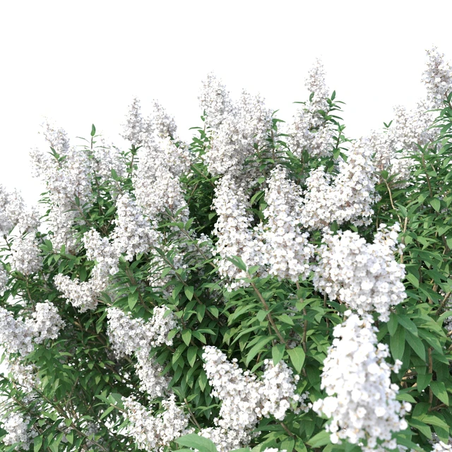 Lagerstromia tree with white flowers No 1 Corona — Descargar