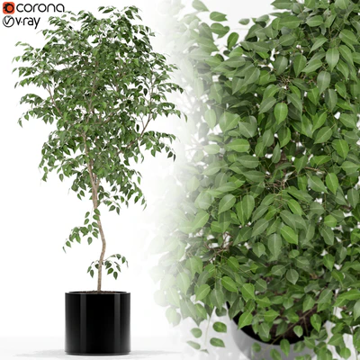 Plants collection 152 — Ver 1