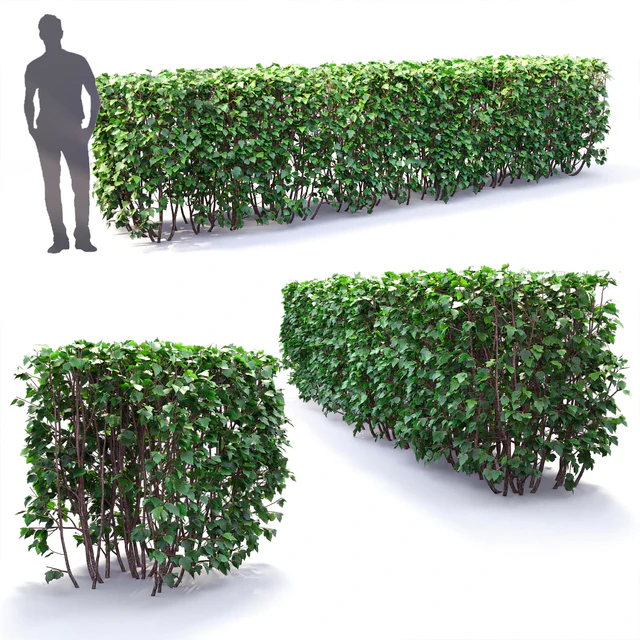 Physocarpus hedge # 1 — Descargar