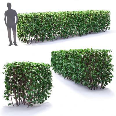 Physocarpus hedge # 1 — Ver 3