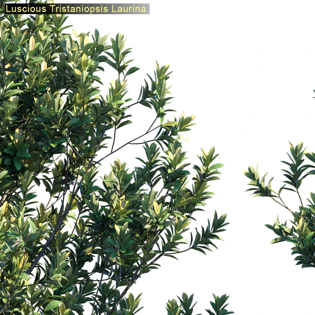 Tristanopsis Laurina # 2 — Descargar