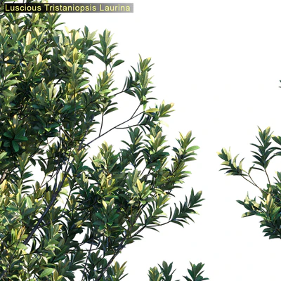 Tristanopsis Laurina # 2 — Ver 2