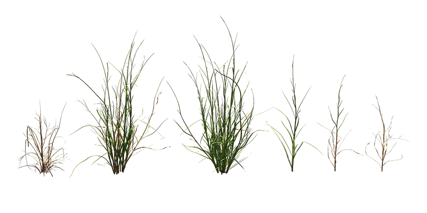 swamp grass 001 — Скачать