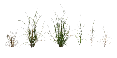 swamp grass 001 — Скачать
