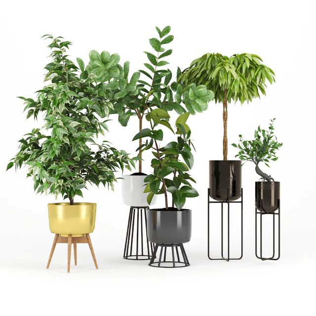 Ficus Set two — Скачать