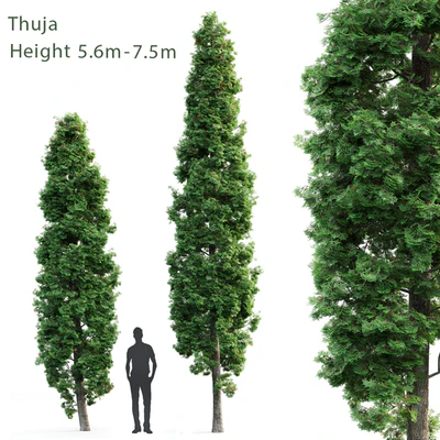 Thuja — Ver 1