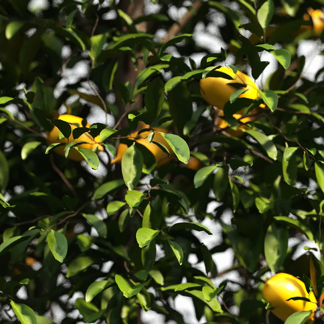 limon bushes — Скачать