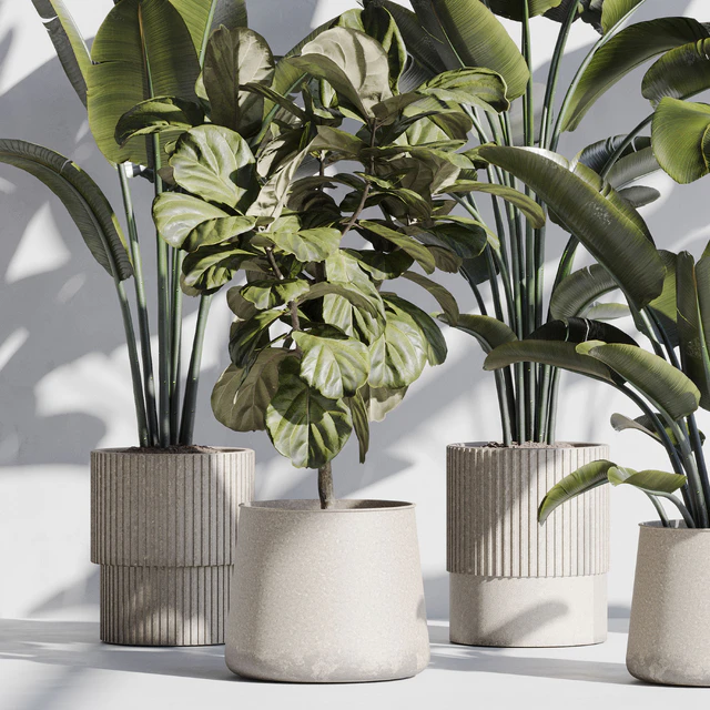 indoor plant set 75 — Скачать