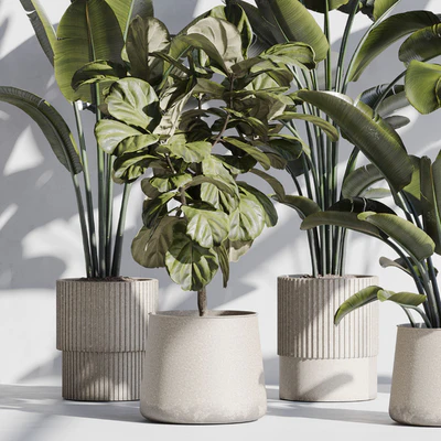 indoor plant set 75 — Вид 7