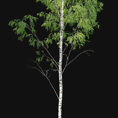 Birch forest part 1 — Вид 5