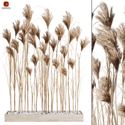 A bunch of Pampas 7 — Ver 1