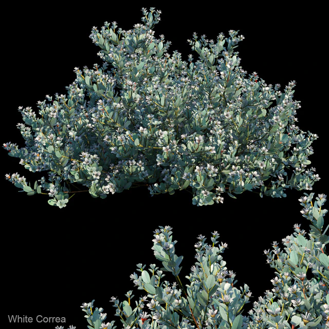 White Correa — Скачать