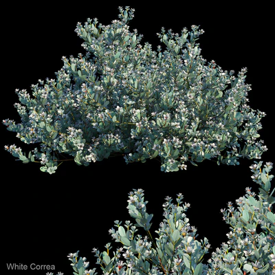 White Correa — Скачать
