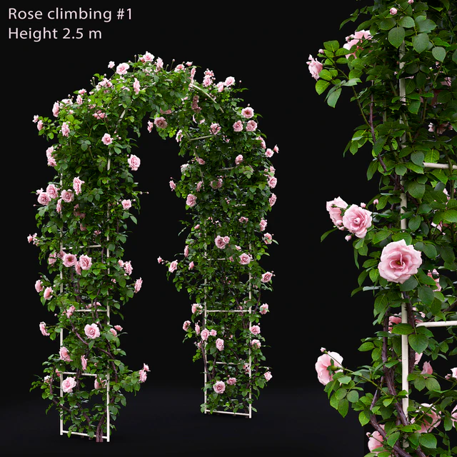 Rose — Скачать