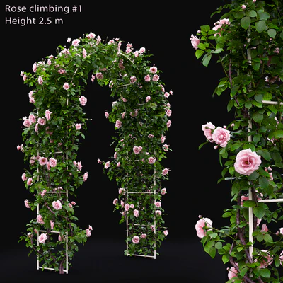 Rose — Вид 1
