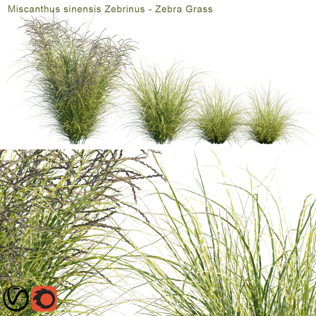 Miscanthus sinensis Zebrinus | Zebra Grass — Скачать