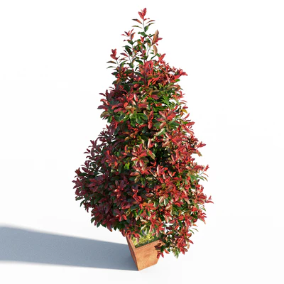 Photinia fraseri Little Red Robin pot — Вид 4