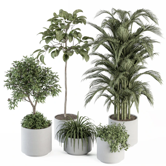 indoor Plant Set 257 - Plant Set in pot — Descargar