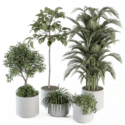 indoor Plant Set 257 - Plant Set in pot — Ver 1