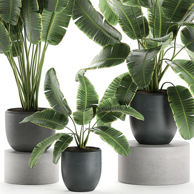 A collection of beautiful lush plants in black pots with strelitzia, banana palm, ravenala. Set 587. — Ver 5