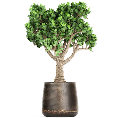 Collection of plants in metal pots with flower Crassula. Set 930. — Ver 7