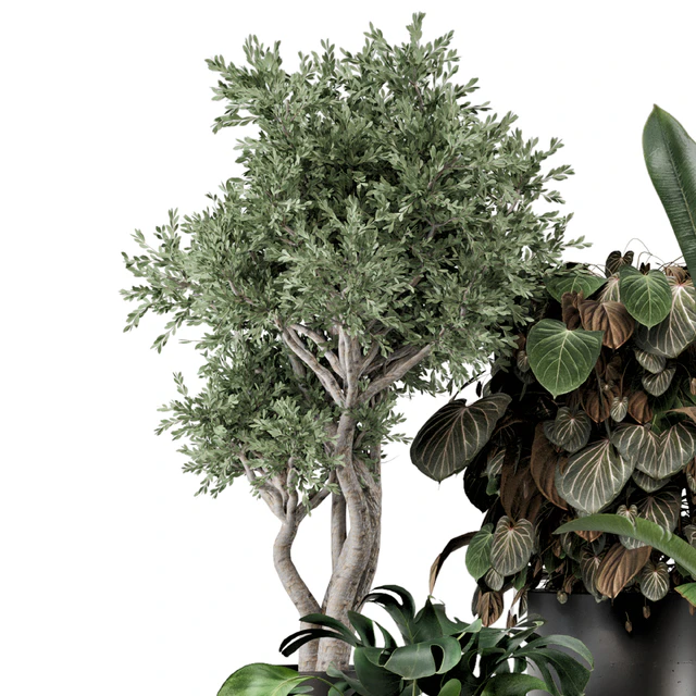 Indoor Plants in Ferm Living Bau Pot Large - Set 1204 — Descargar
