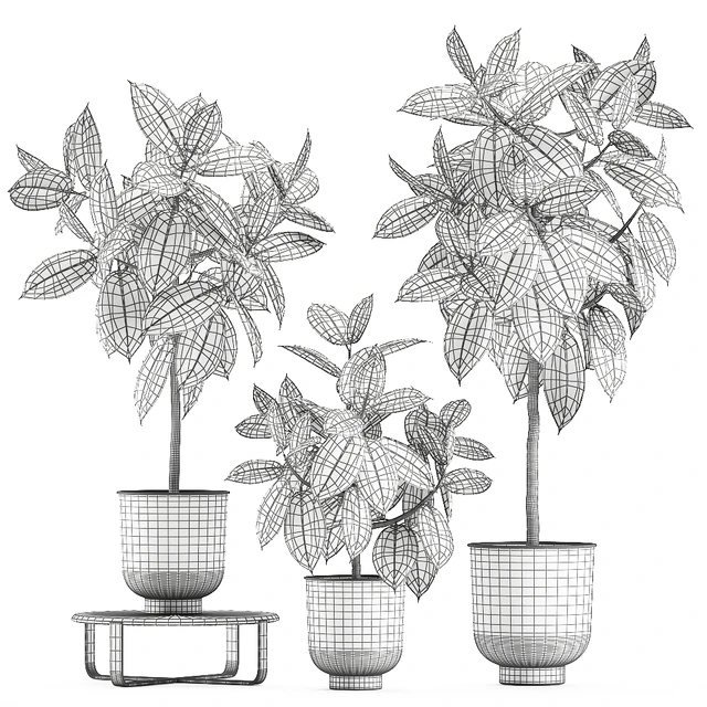 Collection of decorative small trees in black pots Ficus Abidjan, robusta, elastica. Set 848. — Descargar