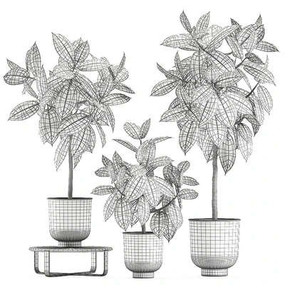 Collection of decorative small trees in black pots Ficus Abidjan, robusta, elastica. Set 848. — Ver 5