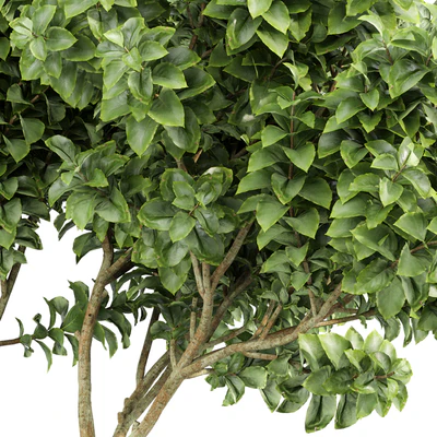 Michelia Champaca and Catalpa Bignonioides and Orchid Fragrant Flower — Вид 7