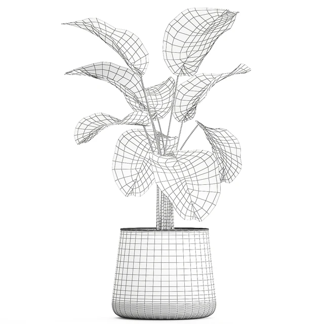Exotic bush Calathea lutea in a pot, Strelitzia. Plants 1310 — Descargar
