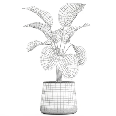 Exotic bush Calathea lutea in a pot, Strelitzia. Plants 1310 — Ver 7