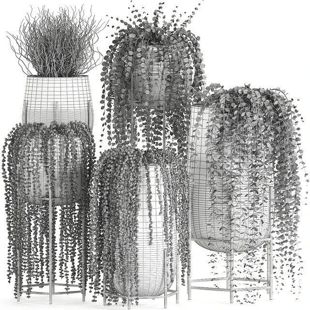 A collection of hanging plants in black pots on legs with Dyschidia, Rowley's Crossberry, Succulents, Rhipsalis. Set 549. — Descargar