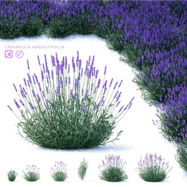 Lavender narrow-leaved flowers | Lavandula angustifolia — Descargar