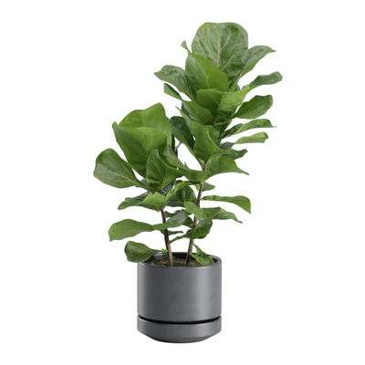Ficus Lyrata in Dark Planters — Ver 7
