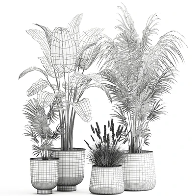Decorative small Banana palm in a metal pot Strelitzia, Howea. Set 964. — Ver 6