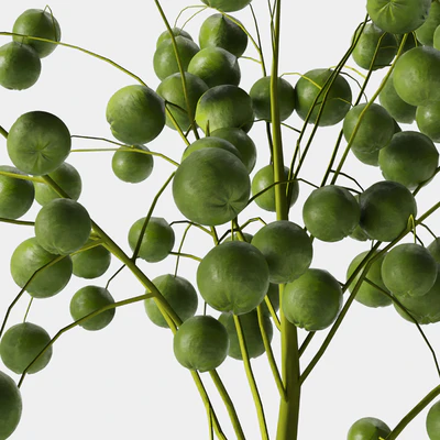 plant indoor 05 — Ver 3