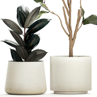 Set of beautiful trees in pots Ficus lyre, Ficus Lyrata and Ficus elastica, Ficus Robusta. 1244 — Ver 6